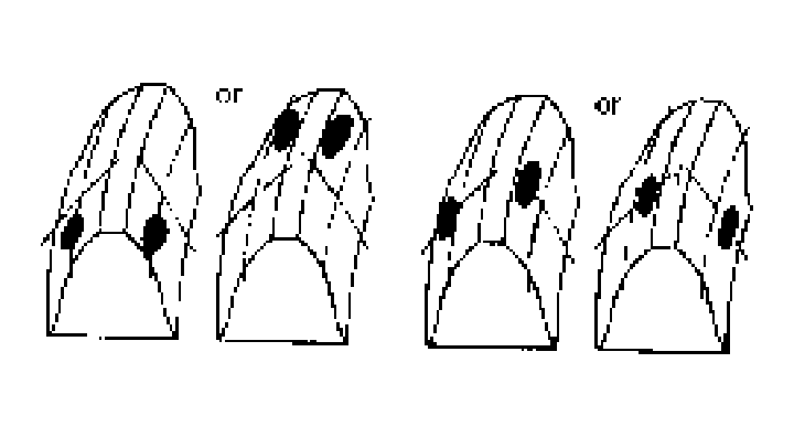 G04590375