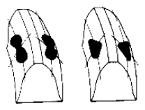 G06528525