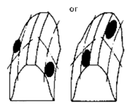 G06867447