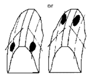 G06867448
