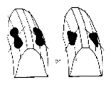 G06868386