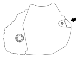 G10937217